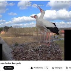 Skrzydlaci celebryci już w Łosiu!