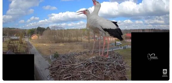 Skrzydlaci celebryci już w Łosiu!