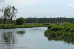 kurierw_99