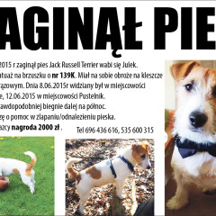Zaginął pies