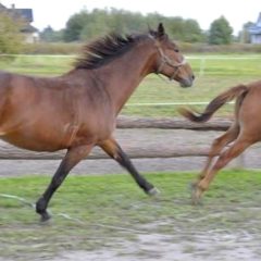 „Konie, dumne konie” – laureaci  konkursu fotograficznego zachęcają  do spędzania wakacji w siodle!