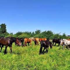 „Bocian biały – symbol Mazowsza” oraz „Konie, dumne konie” w obiektywie radzymińskiej młodzieży…
