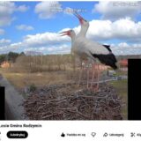 Skrzydlaci celebryci już w Łosiu!