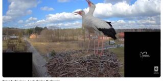 Skrzydlaci celebryci już w Łosiu!